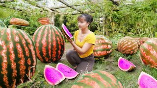 Harvesting Turmeric Goes to market sell, fertilize vegetables | Tiểu Vân Daily Life