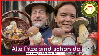 Fichtensteinpilze! Massenblüte der Steinpilze im September 2024 - Pilze suchen!