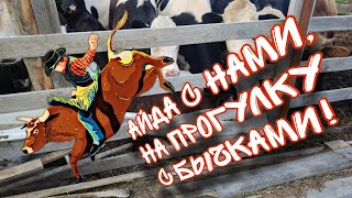 Привезли новых телят, прогулка с бычками, радуга и электро пастух🐄🐂🐄🐂🐄🐂