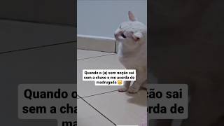 Pense na raiva! que dá 😹 #gatos #gata #gateiro #gateiras #pets #cat #gateiros #gateira #gato #memes