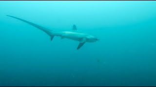 Thresher Shark Dive on Malapascua Island - 2017 Footage