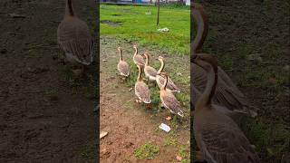 Adorable Ducks Walking in the Field