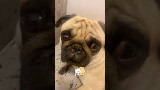 Ну как Вам видосик ? #shorts  #pug #pugs #мопс #мопсы