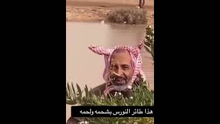 هدا طائر النورس#الشعب_الصيني_ماله_حل😂😂 #ضحك #فيديوهات_مضحكة #فكاهة #كل #عرب