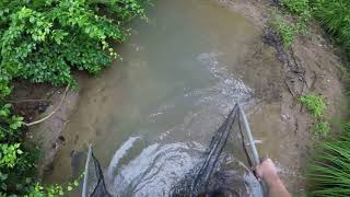 Seining minnow and Crayfish fishing video