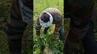 potato farming by use of mini sprinkler system #viral #potato #farming