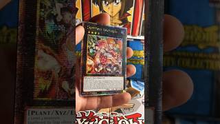 QC Traptrix Rafflesia Rarity Collection II 😍 Pack #2! #yugioh #rarityIIpulls #raritycollection