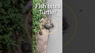 Big fish trying to bite turtle, leaping out of the water ? Wildlife in Singapore Nature #shorts