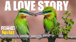 Blue-tailed bee-eater – The trials of its love life