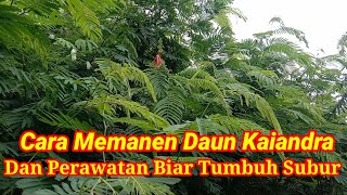 CARA MEMANEN DAUN KALIANDRA DAN PERAWATAN BIAR TUMBUH SUBUR