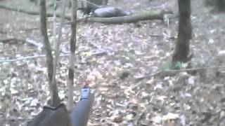 ОХОТА на кабана видео Massive wild boar 133 kg charge a hunter in the woods