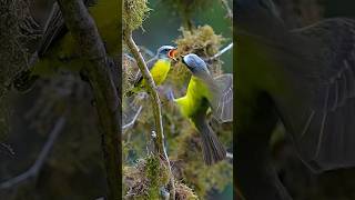 Gray capped flycatcher feeding his baby #birds #wildlife #birdwatching #birdlovers #baby #feeding