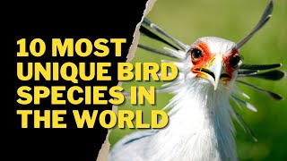 10 MOST UNIQUE BIRD SPECIES IN THE WORLD