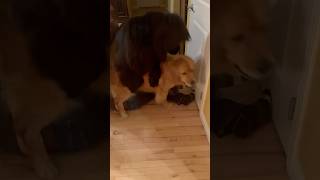 Duality of Dog #newfoundlanddog #goldenretriever #dogs