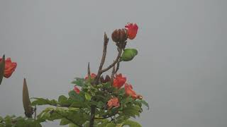 Vernal hanging parrot. Kodagu (Coorg), Oct 2023.