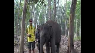 Baby elephants, INDIA