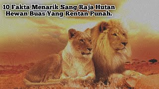 Fakta Menarik Singa, Hewan Buas Yang Rentan Punah #faktaunik #fakta #singa