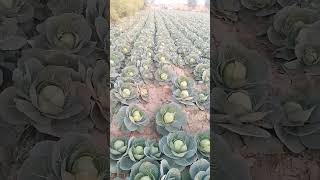 How to grow cabbage (band gobi) in pakistan / gobi farming / Murad ali rehmani