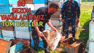 20 Tane arı oğulu yakaladık! | Yakaladığımız tüm oğullar | Oğul nasıl yakalanır uygulamalı ne fayda