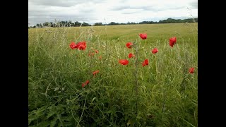 12th November 2023 - Remembrance Sunday