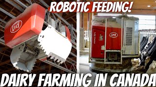 This Dairy Has A Robotic Feeding System!