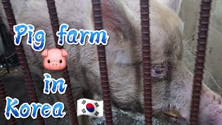 Pig 🐷 in South Korea 🇰🇷