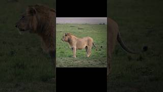 El joven principe Olonkera (Descendencia mayor de los BRB). #lion #shorts #viralvideo #nature