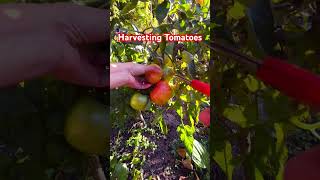 Harvesting Tomatoes 🍅 #harvesting #shortvideo #shortsfeed #shorts #short #gardening #organic #fyp