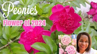 PEONIES are the flower of 2024 | How to Plant & Care for Peonies #gardening