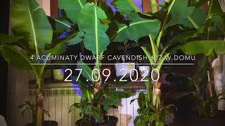 110.🌴🍌4 acuminaty 'Dwarf Cavendish' już w domu🍌27.09.2020🍌🌴