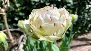 Tulip 'Danceline' - FarmerGracy.co.uk