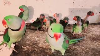 Alexandrine parrot family | alexandrine parrot Chicks #parrotbabies #parrotchicks #chicks