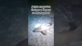 Акула вблизи на Мальдивах, Shark in Maldives, Indian Ocean #maldives #male