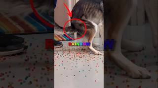 PUPPY’S COLORFUL ACCIDENT! #cute #sad #animalshorts #shorts