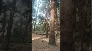 Pine Forest #kodaikanal #kodaikanaltouristplaces #pineforest #shorts #trending #tour #placestovisit