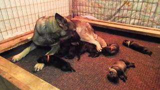 VomWeiland L litter German Shepherd Puppies nearly 5 days old