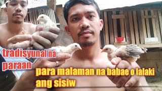 TRADISYUNAL NA PARAAN PARA MALAMAN KUNG BABAE O LALAKI ANG DAY OLD NA SISIW