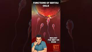 Function of sertoli cells | Male reproductive system | Human Reproduction | #neet #science #biology