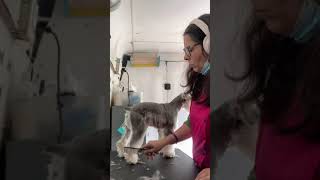 Grooming a Miniature Schnauzer | Random Karen Stories