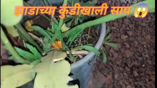 झाडाच्या कुंडीखाली साप 😱 🐍.रात्रीचं जाऊन पकडला.