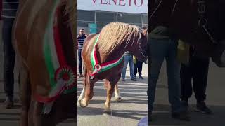 BEST LOOKING HORSE in FIERA CAVALLI VERONA