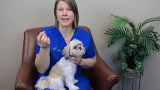 How To Give Your Dog Eye Ointment | IndyVet