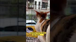 Waiting for love be like 😂😂😂#cats #funnyvideo #singlelife