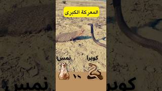 المواجهة المرعبة #shorts #animal #حيوان #حيوانات #كوبرا @albassita