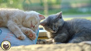 Music to Relax Cats - Stress Relief, Calming Music, Deep Sleep Music