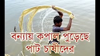 বন্যায় পাটের ব্যাপক ক্ষতি! কপাল পুড়েছে বগুড়ার পাটচাষীদের! Jute Field Bogura!