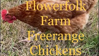 Flowerfolk Farm’s Freerange Chickens | See our set up!!