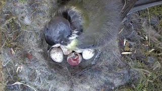 Die Ersatzbrut der Glatzen-Kohlmeise schlüpft! | 09.06.2023