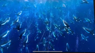 (4K UHD) TONS OF PENGUINS HUNTING AND FEASTING (David Attenborough) Netflix- Our Planet