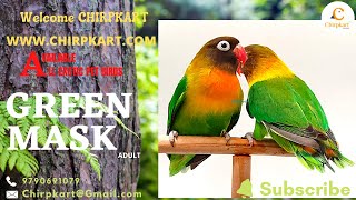 GREEN MASK || AFRICAN LOVE BIRDS || LOVE BIRDS || ADULT || CHIRPKART || COIMBATORE